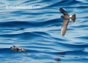 Madeira Storm-petrel