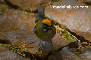 Madeira Firecrest