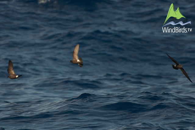 Storm Petrels feeding on the chum