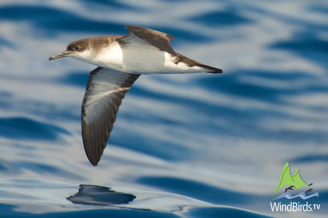 Manx Shearwater in Madeiral