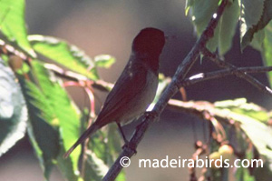 Madeira Firecrest