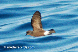 Madeira Storm-petrel