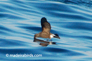 Madeiran Storm-petrel