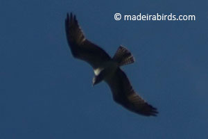 Osprey in Madeira