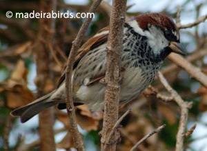 Passer hispaniolensis