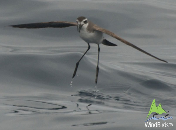 White-faced storm-petrel, Madeira