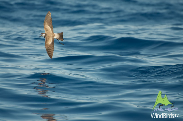 White-faced Storm Petrel