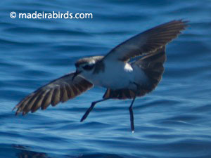 White-faced Storm-petrel