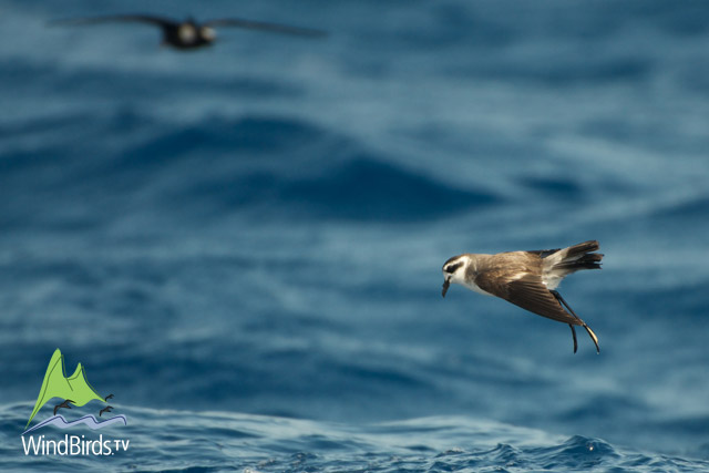 White-faced & Madeiran Storm Petrels