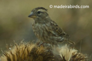 Petronia petronia petronia