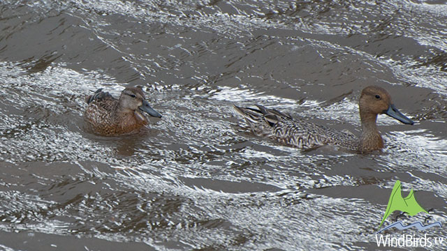 Nothern Pintail and Teal, Faial, Madeira