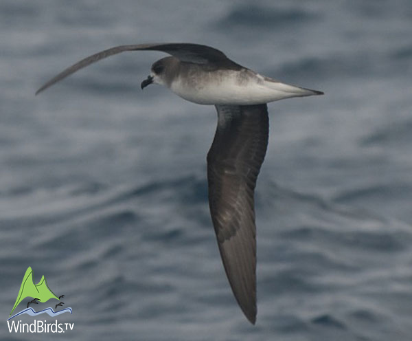 Fea's Petrel, Madeira