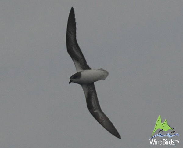 Zino's Petrel, Madeira