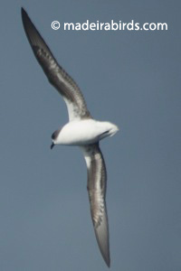 Zino's Petrel