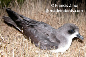 Pterodroma madeira