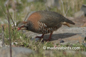 Red-legged Partridge