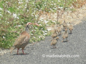 Red-legged Partridge