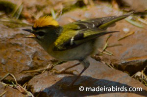 Regulus madereinsis