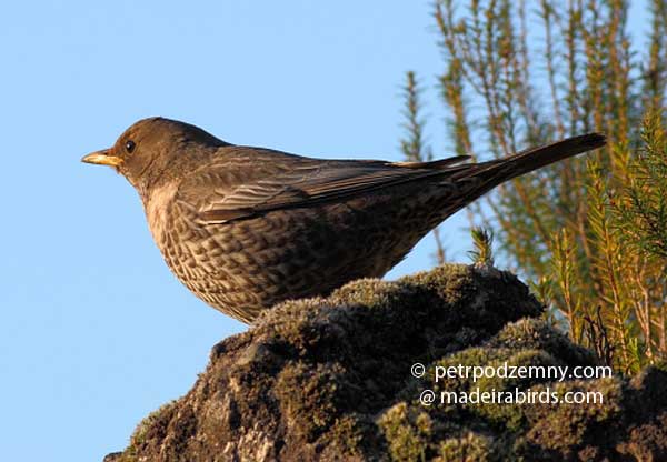 Ring Ouzel, Madeira, Portugal