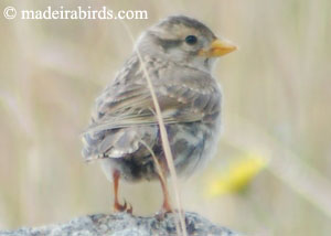 Rock Sparrow