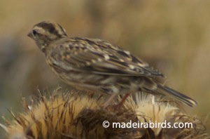 Rock Sparrow