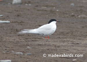 Roseate Tern