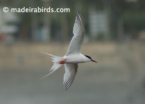 Roseate Tern