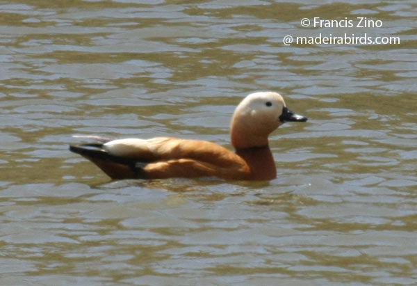 Ruddy Shelduck