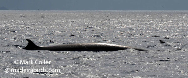 Sei Whale, Madeira