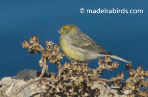 Serinus canaria