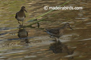 Pectoral and Sharp-tailed Sandpipers