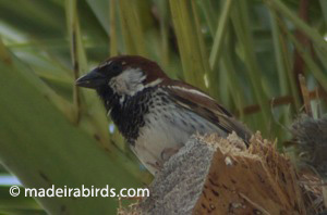 Spanish Sparrow