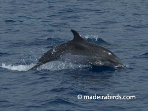 Spotted dolphin in Madeira