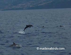 Spotted Dolphins