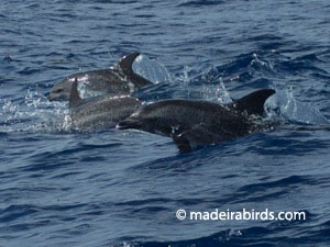 Spotted Dolphins