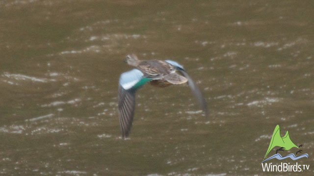 Cinnamon Teal in Flight