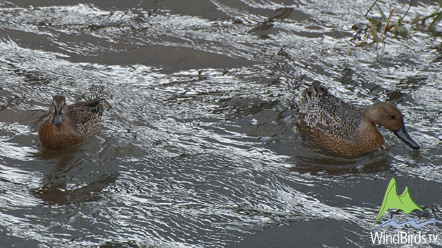 Nothern Pintail and Teal, Faial, Madeira