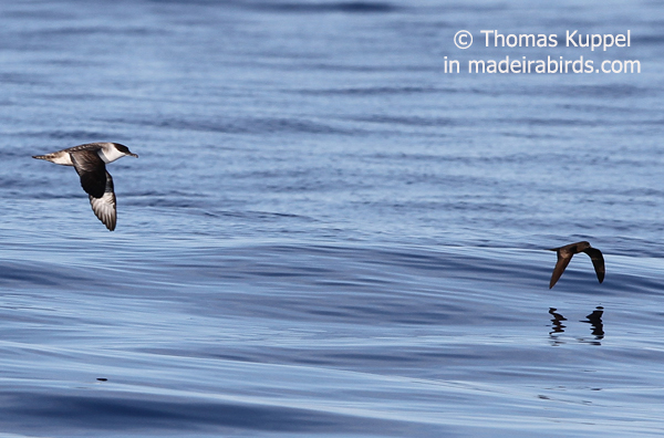 Great shearwater & Bulwer's petrel, Madeira