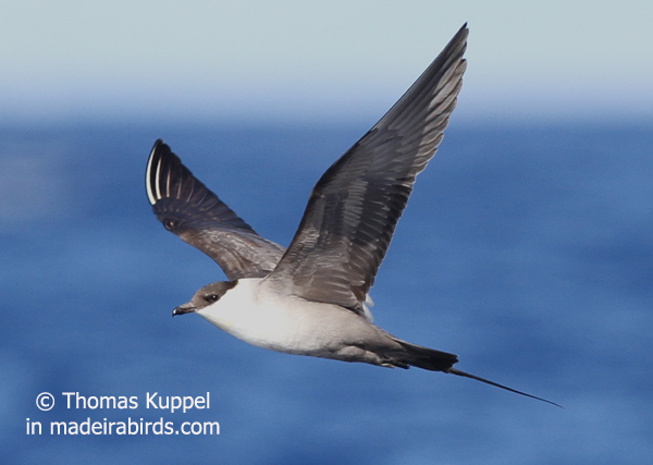 Long-tailed Skua, Madeira