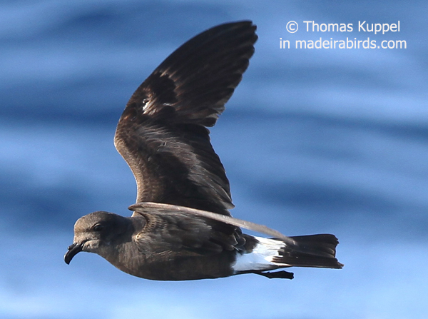 Madeiran Storm-petrel, Madeira