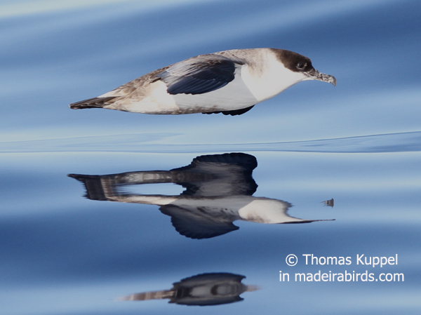 Great shearwater, Madeira