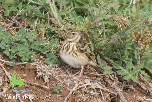 Tree Pipit, Madeira