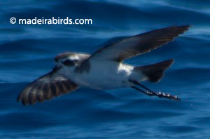 White-faced Storm-petrel