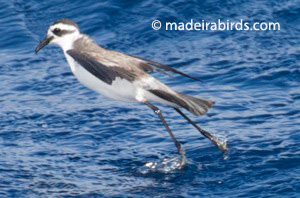 White-faced Storm-petrel