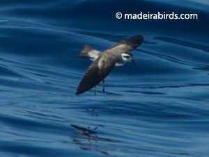 White-faced Storm-petrel