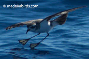 White-faced Storm-petrel