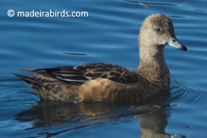 American Wigeon in Madeira