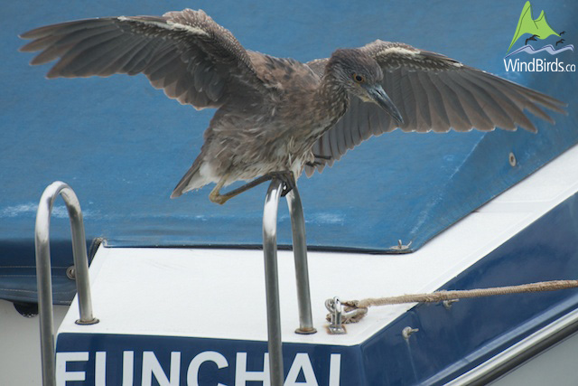 Yellow-crowned Night Heron