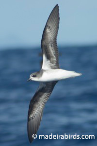 Zino's Petrel