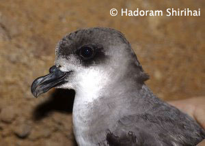 Zino's Petrel